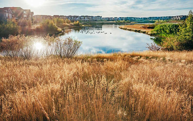 Wetlands in Mahogany